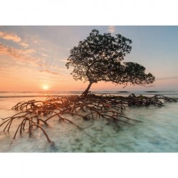 Puzzle 1000 pièces Red Mangrove